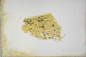Plane Polarized, S10433