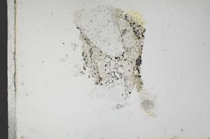 Plane Polarized, S10440