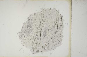 Plane Polarized, S10442