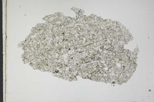 Plane Polarized, S10455