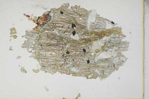 Plane Polarized, S10456