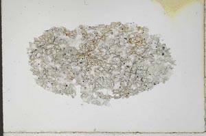 Plane Polarized, S10458