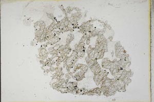 Plane Polarized, S10461