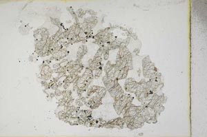 Plane Polarized, S10462