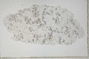Plane Polarized, S10465