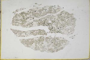 Plane Polarized, S10466