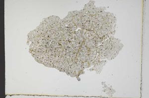 Plane Polarized, S10474