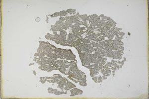 Plane Polarized, S10482