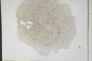 Plane Polarized, S10485