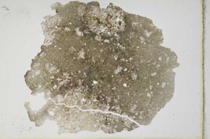 Plane Polarized, S10486