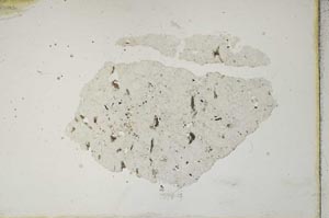 Plane Polarized, S10493