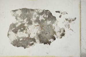 Plane Polarized, S10496/A