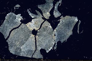 Cross Polarized, S1025