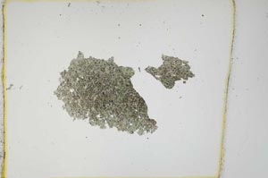 Plane Polarized, S1053