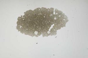 Plane Polarized, S1083