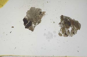 Plane Polarized, S1095