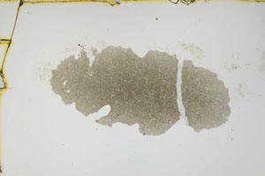 Plane Polarized, S1098