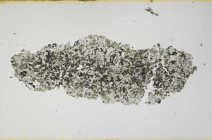 Plane Polarized, S1101