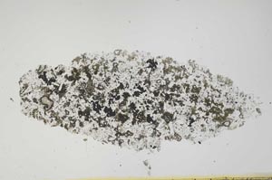 Plane Polarized, S1102