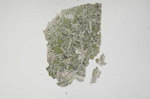 Plane Polarized, S1104