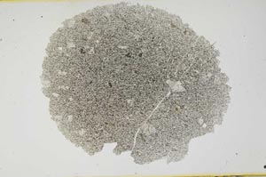 Plane Polarized, S1108