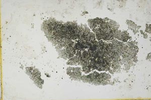 Plane Polarized, S1122