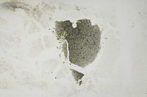 Plane Polarized, S1123