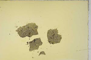 Plane Polarized, S1124