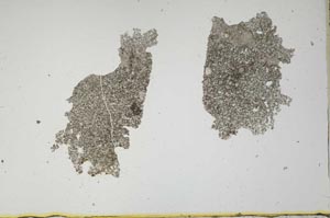 Plane Polarized, S1131
