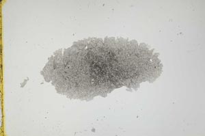 Plane Polarized, S1134