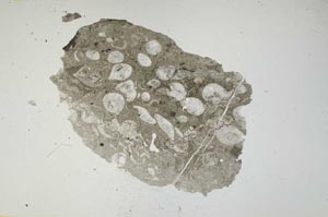 Plane Polarized, S1136