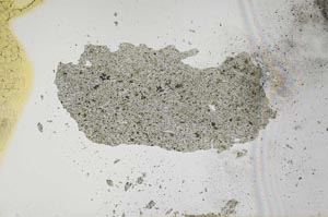 Plane Polarized, S1145