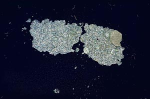 Cross Polarized, S1159