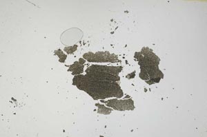 Plane Polarized, S1161