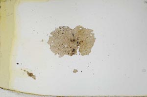 Plane Polarized, S1169