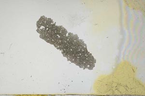 Plane Polarized, S1192