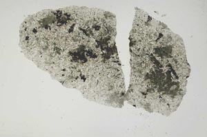 Plane Polarized, S1199