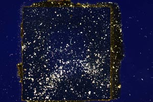 Cross Polarized, S1230