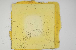 Plane Polarized, S1230