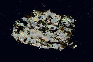 Cross Polarized, S1231