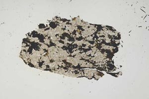 Plane Polarized, S1231