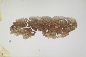 Plane Polarized, S1240