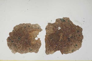 Plane Polarized, S1248