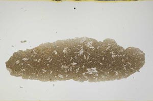 Plane Polarized, S1253