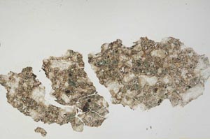 Plane Polarized, S1257