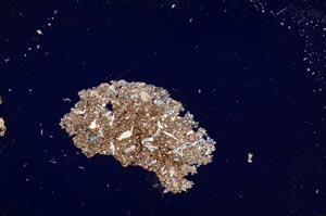 Cross Polarized, S1258