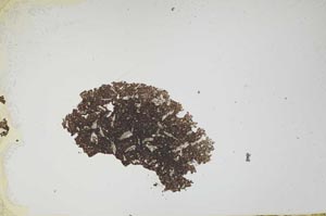 Plane Polarized, S1258