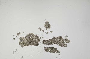 Plane Polarized, S1260