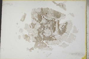 Plane Polarized, S10519