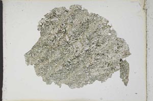 Plane Polarized, S10562